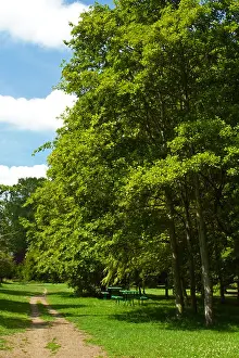 Benches Prints: A picnic site shaded by tall trees along the Thames Path between Marlow and Bourne End