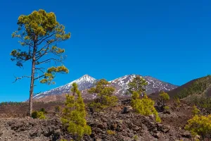 Tenerife Prints: Pico del Teide mountain with pine trees