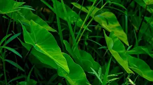 Stylized Prints: The picture of colocasia esculenta (alocasia) or taro