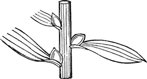 This picture is representing stem bulbets in the axils of leaves of a Tiger Lily