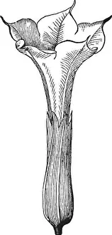Trumpet Prints: A picture is showing Datura Stramonium
