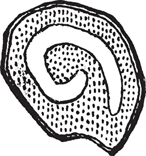 Pollen Prints: A picture showing the sectional view of onion seed