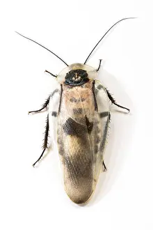 Nocturnal Prints: Picture of a white and black roach cockroach, isolated on white background