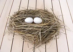 Enthusiastic Prints: pictures of the chicken eggs in the most beautiful white ground