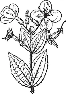 Vector Vectors Prints: This pictures showing a rhexia