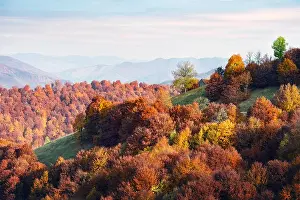 Picturesque autumn forest with wooden house and red beech trees in the Carpathian mountains, Ukraine. Landscape photography