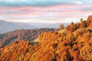 Picturesque autumn forest with wooden house and red beech trees in the Carpathian mountains, Ukraine. Landscape photography