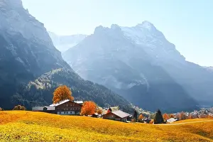 Picturesque autumn landscape in Switzerland mountains. Yellow leaves and wooden houses in Grindelwald village in Swiss Alps