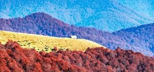 Images Dated 22nd October 2019: Picturesque autumn meadow with wooden house and red beech trees in the Carpathian mountains, Ukraine