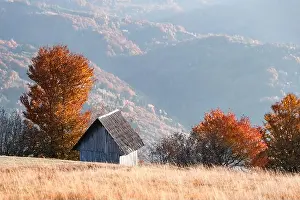 Picturesque autumn meadow with wooden house and red beech trees in the Carpathian mountains, Ukraine. Landscape photography