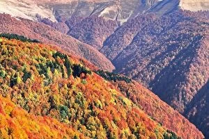 Images Dated 16th October 2019: Picturesque autumn mountain ranges covered with red beech forest in the Carpathians, Ukraine