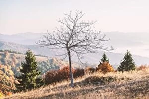 Images Dated 16th October 2019: Picturesque autumn mountains with naked tree on the foreground
