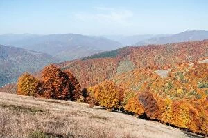 Images Dated 16th October 2019: Picturesque autumn mountains with red beech forest in the Carpathian mountains, Ukraine