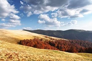 Images Dated 18th October 2019: Picturesque autumn mountains with red beech forest in the Carpathian mountains, Ukraine