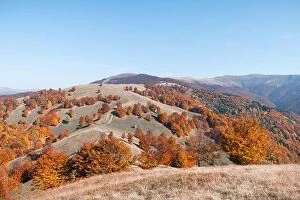 Images Dated 16th October 2019: Picturesque autumn mountains with red beech forest in the Carpathian mountains, Ukraine