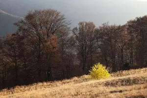 Picturesque autumn mountains with red beech forest in the Carpathian mountains, Ukraine. Landscape photography