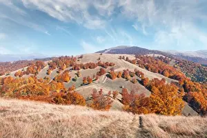 Picturesque autumn mountains with red beech forest in the Carpathian mountains, Ukraine. Landscape photography