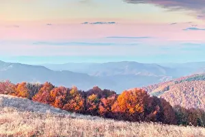 Picturesque autumn mountains with red beech forest in the Carpathian mountains, Ukraine. Landscape photography