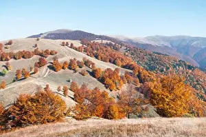 Picturesque autumn mountains with red beech forest in the Carpathian mountains, Ukraine. Landscape photography