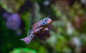 Callionymidae Prints: picturesque dragonet (Synchiropus picturatus)