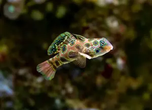 Perciformes Prints: picturesque dragonet (Synchiropus picturatus)