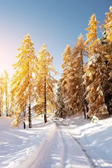 Picturesque landscape with orange larches covered by first snow on meadow Alpe di Siusi, Seiser Alm, Dolomites, Italy