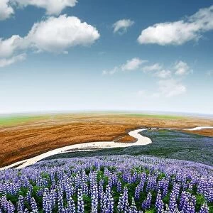 Images Dated 11th June 2016: Picturesque landscape with river and lupine flowers field. Iceland, Europe