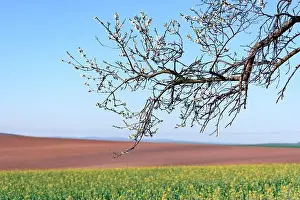Picturesque rural landscape with agricultural field and tree on spring hills. South Moravia region, Czech Republic