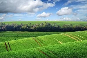 Images Dated 20th April 2019: Picturesque rural landscape with green agricultural field and trees on spring hills