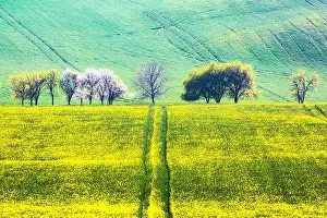 Picturesque rural landscape with green agricultural field and trees on spring hills. South Moravia region, Czech Republic