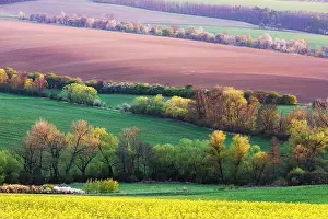 Landscape Prints: Picturesque rural landscape with green agricultural field and trees on spring hills