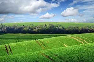 Picturesque rural landscape with green agricultural field and trees on spring hills. South Moravia region, Czech Republic
