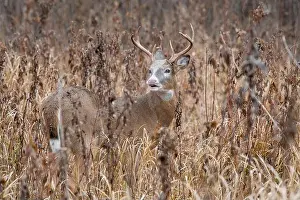 Watchful Prints: Piebald white-tailed deer (Odocoileus virginianus)