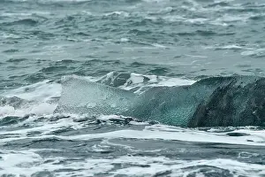 Sea Waves Prints: This piece of iceberg looks like a humpback whale's tail fin above the ocean surface