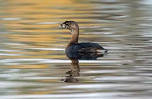 Wild Life Prints: Pied-billed Grebe (Podilymbus podiceps)