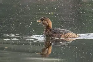 American River Prints: Pied-billed Grebe (Podilymbus podiceps) in basic plumage at the American River