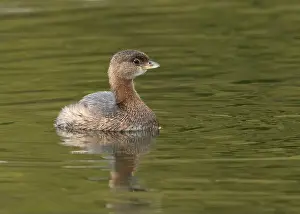 Douglas Herr Prints: Pied-billed Grebe (Podilymbus podiceps) in basic plumage at the American River