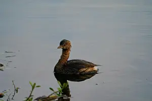 Wild Lake Prints: Pied-billed Grebe swimming in a river
