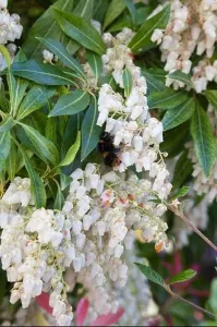 Natural History Prints: Pieris Forest Flame flowers with bumble bee