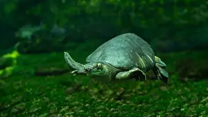 Lepidosauria Prints: The pig-nosed turtle (Carettochelys insculpta)