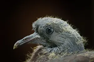Feral Prints: Pigeon Fledgling