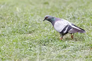 Looking For Food Prints: Pigeon looking for insects on a lawn. Montreal, Quebec, Canada