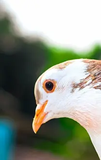 Feathered Prints: Pigeon posing for the photo. Front view of the face of pigeon face to face with green background