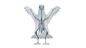Digitally Prints: Pigeon skeleton, illustration