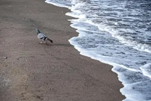 Sea Gull Prints: A pigeon is walking on the beach near the water. The beach is empty and the water is calm