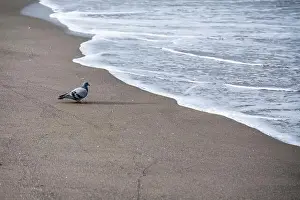 Sea Gull Prints: A pigeon is walking on the beach near the water. The beach is empty and the water is calm