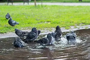 Homeless Prints: Pigeons bathing in the street in a dirty puddle