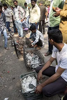 Caught Prints: Pigeons in cage, pigeons market, Pune, Maharashtra, India, Asia