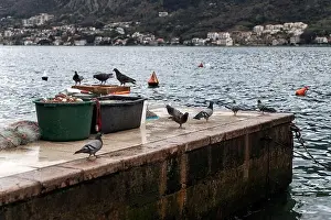Nautical Prints: Pigeons gather on a small fishing pier in Dobrota