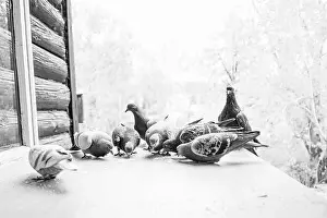 Bending Prints: Pigeons grazing on porch